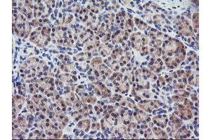 Image no. 5 for anti-Regulator of G-Protein Signaling 16 (RGS16) antibody (ABIN1500688)