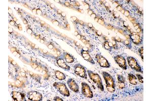 Anterior Gradient 2 was detected in paraffin-embedded sections of  rat intestine tissues using rabbit anti- Anterior Gradient 2 Antigen Affinity purified polyclonal antibody (Catalog # ) at 1 µg/mL. (AGR2 抗体  (AA 21-175))