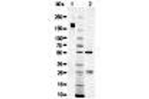 Western Blotting (WB) image for Sheep IgG isotype control (ABIN5633249)