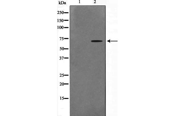 CERKL 抗体  (Internal Region)
