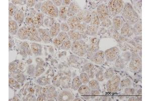 Immunoperoxidase of purified MaxPab antibody to PPT1 on formalin-fixed paraffin-embedded human salivary gland. (PPT1 抗体  (AA 1-306))
