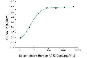 ELISA image for Angiotensin I Converting Enzyme 2 (ACE2) (AA 18-740) (Active) protein (Fc Tag) (ABIN6952744)