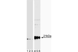 Western blot analysis of CD3z (CD247) (pY142) in human T lymphocytes. (CD247 抗体  (pTyr142))