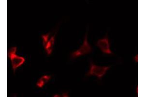 Immunofluorescence (fixed cells) (IF/ICC) image for anti-ATP Synthase, H+ Transporting, Mitochondrial F0 Complex, Subunit E (ATP5I) (C-Term) antibody (ABIN6258537)