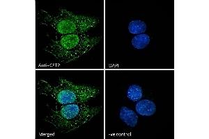 (ABIN570849) Immunofluorescence analysis of paraformaldehyde fixed HepG2 cells, permeabilized with 0. (CETP 抗体  (N-Term))
