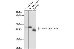 Western blot analysis of extracts of various cell lines, using Ferritin Light Chain Rabbit mAb (ABIN7267170) at 1:1000 dilution. (FTL 抗体)