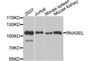 Western blot analysis of extracts of various cell lines, using RNASEL antibody. (RNASEL 抗体  (AA 472-741))