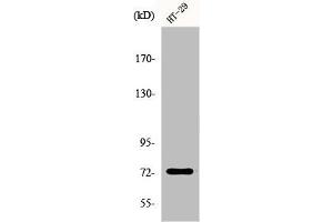Western Blot analysis of HepG2 cells using EOMES Polyclonal Antibody (EOMES 抗体  (N-Term))
