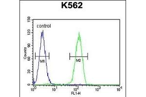 LARS2 Antibody (Center) (ABIN655050 and ABIN2844678) flow cytometric analysis of K562 cells (right histogram) compared to a negative control cell (left histogram).