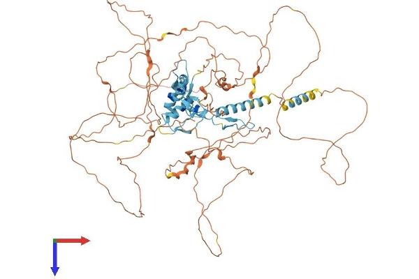GLIS1 Protein (AA 1-789) (His tag)
