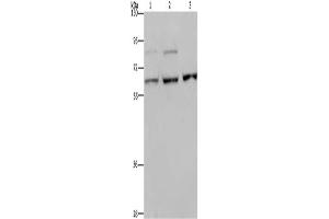 Western Blotting (WB) image for anti-Kinesin Family Member 22 (KIF22) antibody (ABIN2433259) (KIF22 抗体)