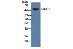 Western blot analysis of Mouse Brain Tissue. (MAPT 抗体  (AA 92-400))