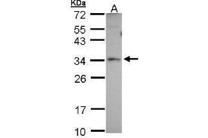 WB Image Sample (30 ug of whole cell lysate) A: A431 12% SDS PAGE antibody diluted at 1:1000 (PEX26 抗体)