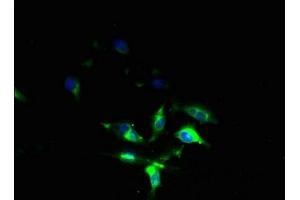 Immunofluorescent analysis of U251 cells using ABIN7153256 at dilution of 1:100 and Alexa Fluor 488-congugated AffiniPure Goat Anti-Rabbit IgG(H+L) (FXYD7 抗体  (AA 47-80))