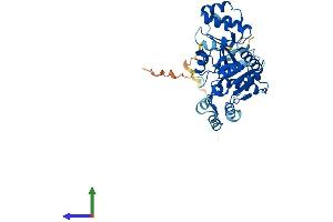 AlphaFold protein structure predicition of Human Recombinant NT5C1A Protein, UniprotID Q9BXI3
