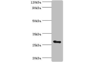 Western blot All lanes: C14orf166 antibody at 6 μg/mL + Mouse lung tissue Secondary Goat polyclonal to rabbit IgG at 1/10000 dilution Predicted band size: 28 kDa Observed band size: 28 kDa (UPF0568 Protein C14orf166 (RTRAF) (AA 1-244) 抗体)