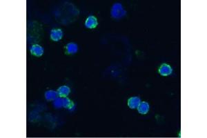 Immunocytochemistry staining of acetone/methanol fixed bovine peripheral blood (lymphocyte-enriched suspension) using anti-bovine CD18 (IVA35), secondary antibody conjugated to FITC (green), DNA stained with DAPI (blue). (Integrin beta 2 抗体)