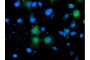 Anti-ADH1B mouse monoclonal antibody (ABIN2454478) immunofluorescent staining of COS7 cells transiently transfected by pCMV6-ENTRY ADH1B (RC205391). (ADH1B 抗体)