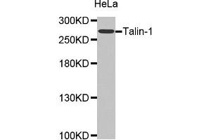 Western Blotting (WB) image for anti-Talin 1 (TLN1) antibody (ABIN1875105) (TLN1 抗体)
