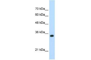 WB Suggested Anti-APOBEC3D Antibody Titration:  0. (APOBEC3D 抗体  (N-Term))