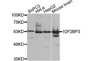 Western Blotting (WB) image for anti-Insulin-Like Growth Factor 2 mRNA Binding Protein 3 (IGF2BP3) antibody (ABIN1873168) (IGF2BP3 抗体)