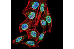 Immunofluorescence (IF) image for anti-Period Homolog 3 (PER3) (AA 723-954) antibody (ABIN5542367)