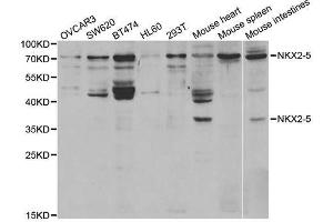 Western Blotting (WB) image for anti-NK2 Homeobox 5 (NKX2-5) antibody (ABIN1876852) (NK2 Homeobox 5 抗体)