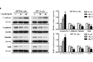 Effects of celastrol on cell proliferation and EMT-related protein expression in CRC cells in vitro. (SNAI1, SNAI2, SNAI3 (AA 188-264) 抗体)