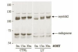 Immunoblotting. (AKT2 抗体)