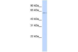 WB Suggested Anti-NFIC Antibody Titration:  0. (NFIC 抗体  (Middle Region))