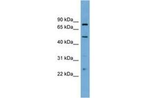 Image no. 1 for anti-Transcription Factor EB (TFEB) (AA 395-444) antibody (ABIN6745235) (TFEB 抗体  (AA 395-444))