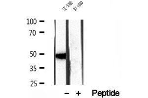 Western blot analysis of extracts of HT-1080 cells, using SMCR7/MID49 antibody.