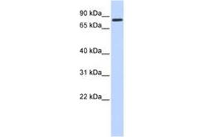 Image no. 1 for anti-Angiomotin (AMOT) (AA 108-157) antibody (ABIN6742508) (Angiomotin 抗体  (AA 108-157))