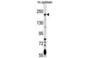 Western Blotting (WB) image for anti-Neogenin 1 (NEO1) antibody (ABIN2999720) (NEO1 抗体)
