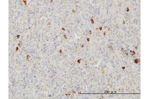 Immunoperoxidase of monoclonal antibody to FGF1 on formalin-fixed paraffin-embedded human spleen. (FGF1 抗体  (AA 46-155))