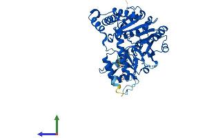 Protein Structure (PS) image for Cysteine Conjugate-beta Lyase 2 (CCBL2) (AA 1-454) protein (His tag) (ABIN7548660)