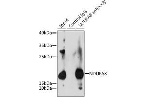 Immunoprecipitation analysis of 200 μg extracts of 293T cells, using 3 μg NDUF antibody (ABIN6132401, ABIN6144467, ABIN6144468 and ABIN6215694). (NDUFA8 抗体  (AA 33-172))