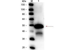 Western Blot of Rabbit anti-Ovalbumin Peroxidase Conjugated Antibody. (Ovalbumin 抗体  (HRP))