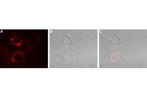 Immunocytochemistry (ICC) image for anti-Potassium Voltage-Gated Channel, Shaker-Related Subfamily, Member 1 (KCNA1) (AA 193-206), (Extracellular) antibody (ABIN7043514)
