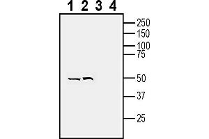 anti-Neuropeptide FF Receptor 1 (NPFFR1) (AA 184-197), (Extracellular) antibody