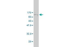 Western Blotting (WB) image for anti-Karyopherin alpha 5 (Importin alpha 6) (KPNA5) (AA 1-539) antibody (ABIN561617)