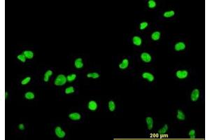 Image no. 2 for anti-High Mobility Group Box 2 (HMGB2) (AA 1-196) antibody (ABIN466037) (HMGB2 抗体  (AA 1-196))