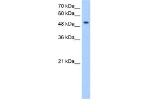 WB Suggested Anti-MFNG Antibody Titration:  0. (Manic Fringe 抗体  (C-Term))