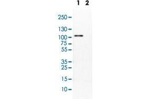 Western Blot (Tissue lysate) analysis of (1) mouse liver, (2) rat liver. (PCDH18 抗体)