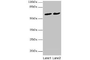 Western blot All lanes: PDZD3 antibody at 2 μg/mL Lane 1: Mouse kidney tissue Lane 2: Mouse heart tissue Secondary Goat polyclonal to rabbit IgG at 1/10000 dilution Predicted band size: 62, 55, 53, 42, 25 kDa Observed band size: 62 kDa (PDZD3 抗体  (AA 42-291))