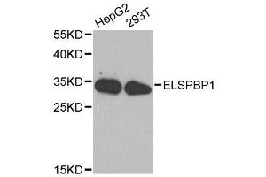 Western blot analysis of extracts of various cell lines, using ELSPBP1 antibody. (ELSPBP1 抗体  (AA 1-223))
