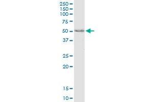 SCARB2 polyclonal antibody (A01). (SCARB2 抗体  (AA 339-437))