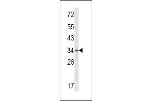 BAT4 抗体  (C-Term)