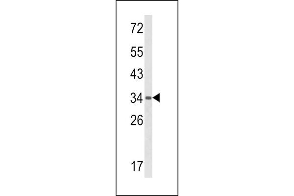 BAT4 抗体  (C-Term)