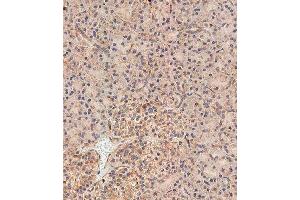 Immunohistochemical analysis of paraffin-embedded human pancreas tissue using (ABIN655750 and ABIN2845194) performed on the Leica® BOND RXm. (NOD1 抗体  (C-Term))
